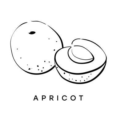 Kayısı. Siyah ve beyaz meyve Illustration. Kroki. Kartı Poster. İzole.