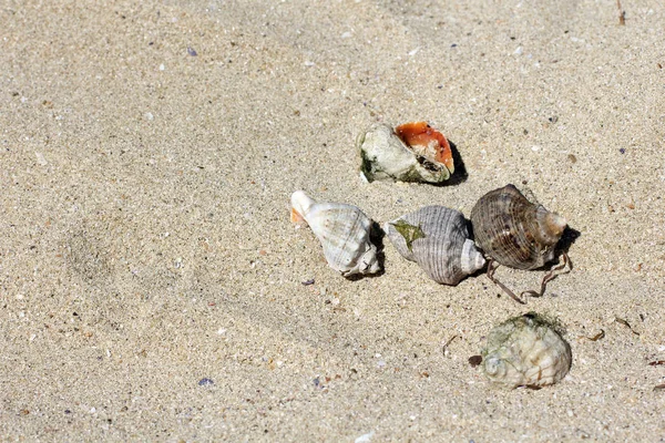 Zomer Zandstrand Tekst Het Zand Kust Oceaan — Stockfoto