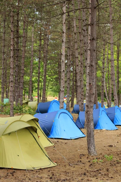 Camping. Forest. Tent city. Tourism