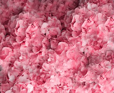 Ortanca çiçek yaprakları ile pembe arka plan. Mükemmel tasarım düğün ve tatilleri için malzeme kullanmak için