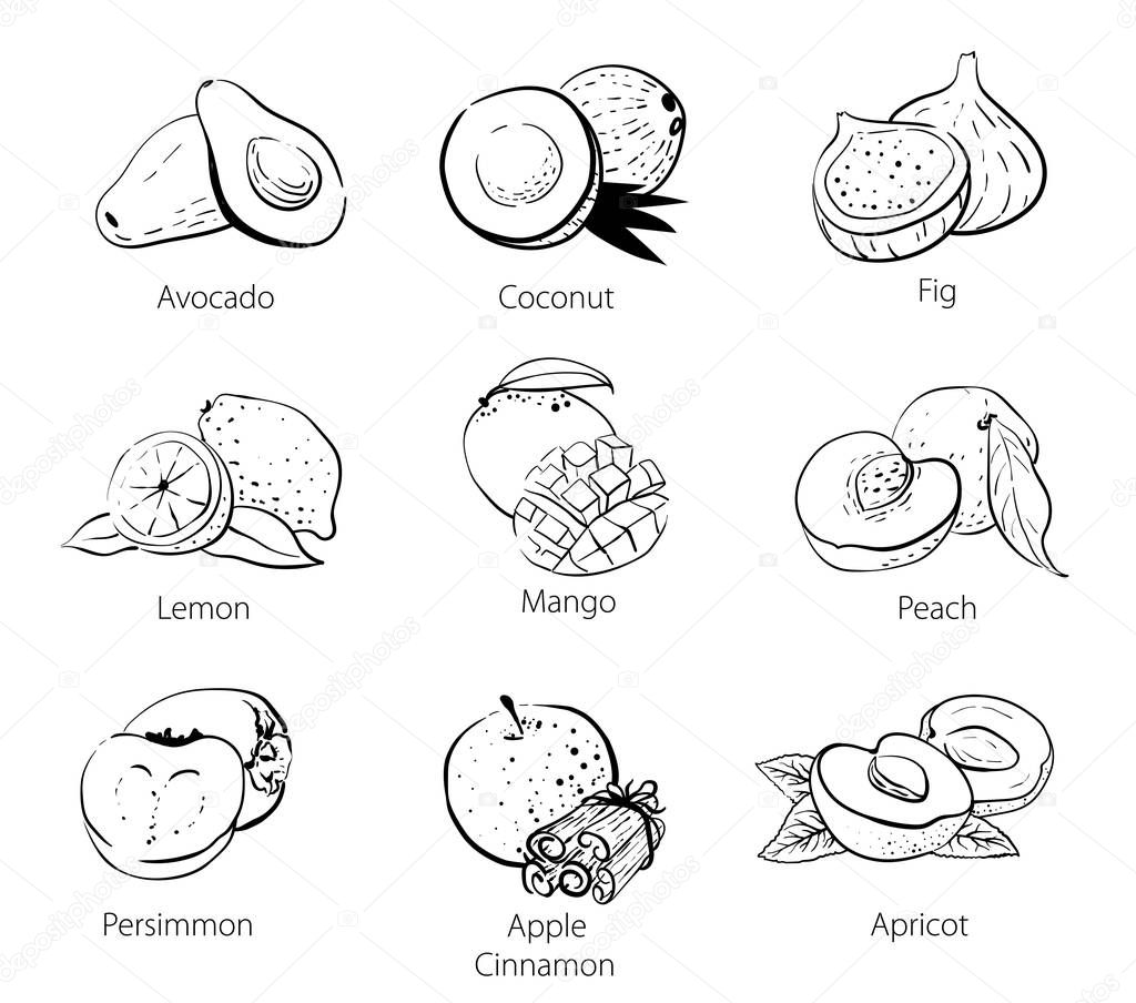 Set of vector linear black and white doodles of food sketches: persimmon, coconut, avocado, mango, peach, apricot, dried apricots, cinnamon, figs, lemon. Isolated hand drawn food image on white background. Diet, vitamins, healthy and organic food