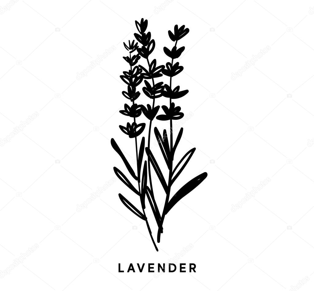 Vector black and white illustration of lavender. Bouquet of flowers. Mountain Lavender. Lavender icon, black silhouette. Branches of lavender