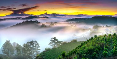 Hillside güneşin ufuk olarak üzerinde gündoğumu yansıtan ışık parlak sarı gökyüzü. Bulutlu sis kaplı vadiler sular altında çam ormanlar etkileyici güzellik highlands sabah oluşturmak.