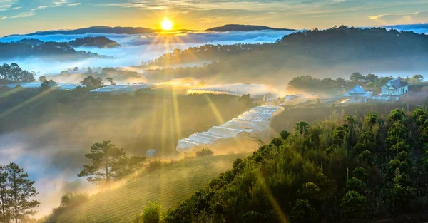 Sunrise over hillside a pine forest with long sun rays pass through valley with pines yellow sunny mornings this place more lively, warm and tranquil welcome to beautiful new day