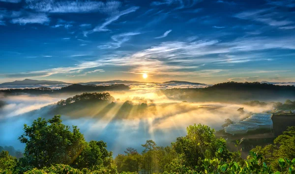 Sunrise over hillside a pine forest with long sun rays pass through valley with pines yellow sunny mornings this place more lively, warm and tranquil welcome to beautiful new day