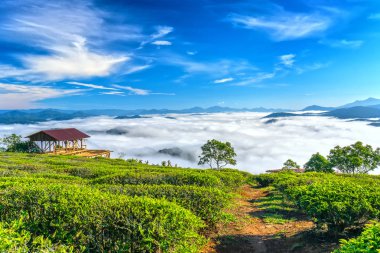 Güzel vadi aşağıda puslu Highlands sabah sahne çay yamaca dikti
