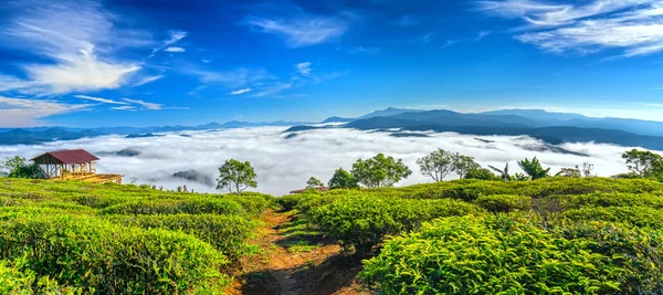 Die Morgenlandschaft Hang Des Tees Nebligen Hochland Unterhalb Des Schönen — Stockfoto