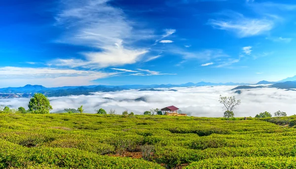 Morning Scenery Hillside Tea Planted Misty Highlands Beautiful Valley — Stock Photo, Image
