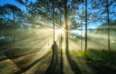 Silhouette man in the pine forest in the morning sun rays through trees. Beautiful forest with natural light from the sun and fog clipart