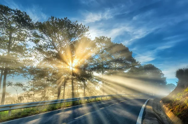 太陽光線を輝いているパイン フォレスト道路の霧の朝 きらめく光線ビーム架空の下に輝く高原の郊外に新しい日を迎えるために — ストック写真