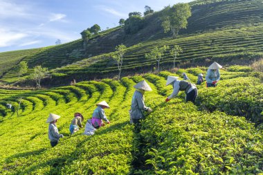 Da Lat, Vietnam - 14 Mayıs 2018: Doğum yapan grup çiftçi kılık, konik şapkalar sabah çay hasat. Highlands Da Lat, Vietnam kültürü yansıtan bir formu toplu iş bu