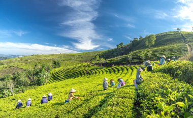 Da Lat, Vietnam - 14 Mayıs 2018: Doğum yapan grup çiftçi kılık, konik şapkalar sabah çay hasat. Highlands Da Lat, Vietnam kültürü yansıtan bir formu toplu iş bu