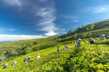 Da Lat, Vietnam - 14 Mayıs 2018: Doğum yapan grup çiftçi kılık, konik şapkalar sabah çay hasat. Highlands Da Lat, Vietnam kültürü yansıtan bir formu toplu iş bu