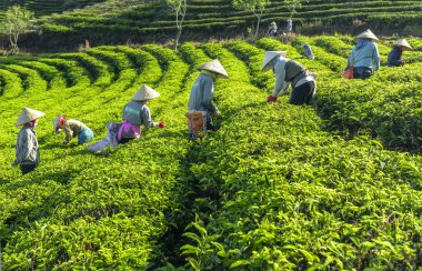 Da Lat, Vietnam - 14 Mayıs 2018: Doğum yapan grup çiftçi kılık, konik şapkalar sabah çay hasat. Highlands Da Lat, Vietnam kültürü yansıtan bir formu toplu iş bu