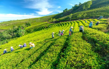 Da Lat, Vietnam - 14 Mayıs 2018: Doğum yapan grup çiftçi kılık, konik şapkalar sabah çay hasat. Highlands Da Lat, Vietnam kültürü yansıtan bir formu toplu iş bu