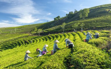 Da Lat, Vietnam - 14 Mayıs 2018: Doğum yapan grup çiftçi kılık, konik şapkalar sabah çay hasat. Highlands Da Lat, Vietnam kültürü yansıtan bir formu toplu iş bu