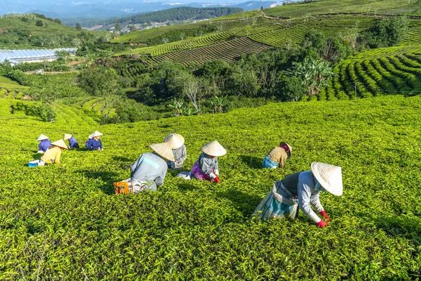 Lat Vietnam Mayıs 2018 Doğum Yapan Grup Çiftçi Kılık Konik — Stok fotoğraf