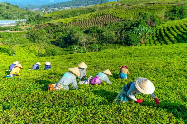 Lat Vietnam Mei 2018 Groep Boeren Arbeid Kostuum Kegelvormige Hoeden — Stockfoto