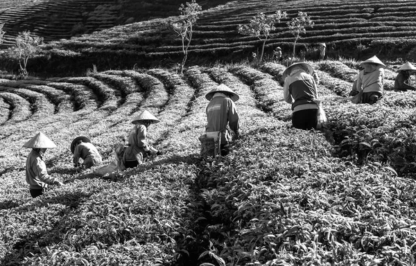 stock image Da Lat, Vietnam - May 14, 2018: Group farmers in labor costume, conical hats harvesting tea in the morning. This is a form collective labor, reflecting culture in highlands Da Lat, Vietnam