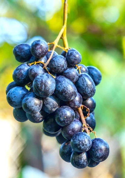 Grappolo Fresco Uva Viola Matura Giardino Questo Frutto Ricco Vitamina — Foto Stock