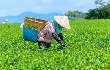 Da Lat, Vietnam - 11 Mayıs 2018: Doğum yapan grup çiftçi kılık, konik şapkalar sabah çay hasat. Highlands Da Lat, Vietnam kültürü yansıtan bir formu toplu iş bu