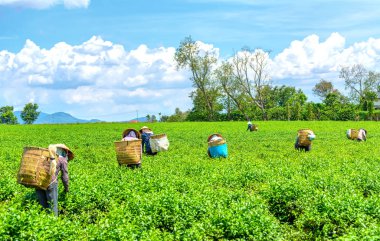 Da Lat, Vietnam - 11 Mayıs 2018: Doğum yapan grup çiftçi kılık, konik şapkalar sabah çay hasat. Highlands Da Lat, Vietnam kültürü yansıtan bir formu toplu iş bu