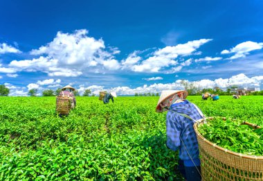 Da Lat, Vietnam - 11 Mayıs 2018: Doğum yapan grup çiftçi kılık, konik şapkalar sabah çay hasat. Highlands Da Lat, Vietnam kültürü yansıtan bir formu toplu iş bu