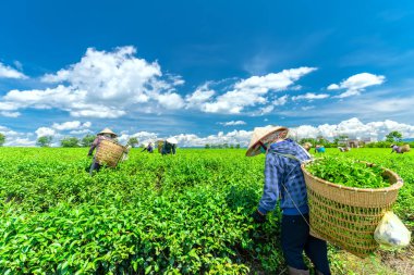 Da Lat, Vietnam - 11 Mayıs 2018: Doğum yapan grup çiftçi kılık, konik şapkalar sabah çay hasat. Highlands Da Lat, Vietnam kültürü yansıtan bir formu toplu iş bu