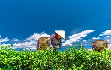 Da Lat, Vietnam - 11 Mayıs 2018: Doğum yapan grup çiftçi kılık, konik şapkalar sabah çay hasat. Highlands Da Lat, Vietnam kültürü yansıtan bir formu toplu iş bu