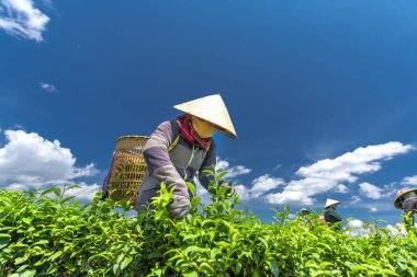 Da Lat, Vietnam - 11 Mayıs 2018: Doğum yapan grup çiftçi kılık, konik şapkalar sabah çay hasat. Highlands Da Lat, Vietnam kültürü yansıtan bir formu toplu iş bu