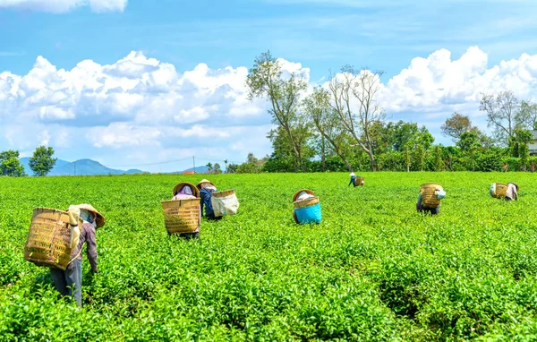 Lat Vietnã Maio 2018 Agricultores Grupo Traje Parto Chapéus Cônicos — Fotografia de Stock