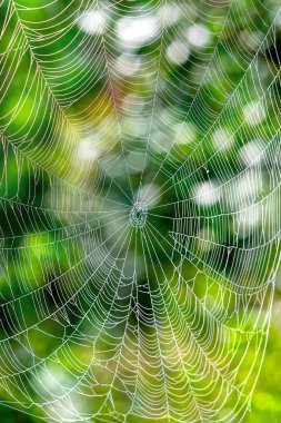 Çiy ile güzel spiderweb ipek ipe güneş ışığı sabah damla