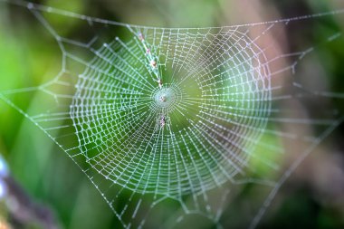 Çiy ile güzel spiderweb ipek ipe güneş ışığı sabah damla