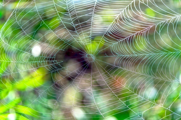 Beautiful Spiderweb Dew Drops Silk Rope Sunlight Morning — Stock Photo, Image