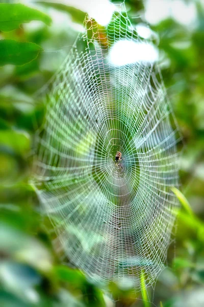 美丽的蜘蛛网与露水滴在丝绳上清晨的阳光 — 图库照片