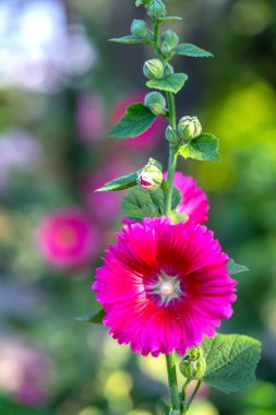 Pembe Gül Fatma veya Althaea rosea çiçek çiçek gün yaz bahçede 