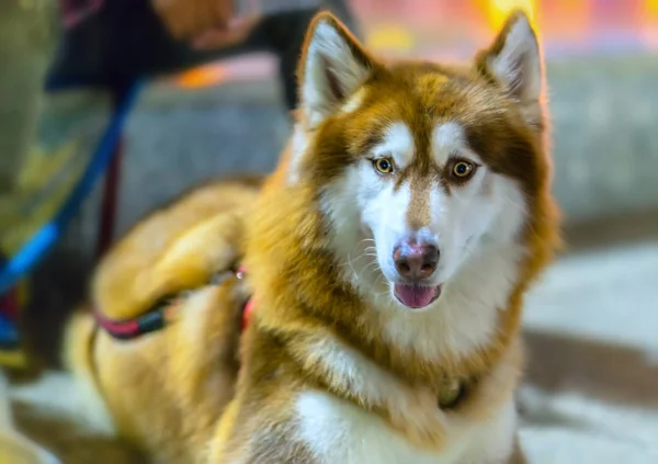 Husky Alaska Cão Noite Com Olhos Brilhantes Este Animal Leal — Fotografia de Stock