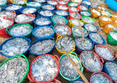 Catch deniz ürünleri pazarında sattıktan sonra hamsi. Bu balık sosu balık kıyı Vietnam ünlü yapmak için kullanılır.