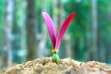Dipterocarpus Alatus çiçek fide doğal arka plan için ağaçtan. Bu parçacıklar eğlenceli güzel swings düşerken izlemek için havada uçan ile bir yağlı tohum raptor olduğunu.