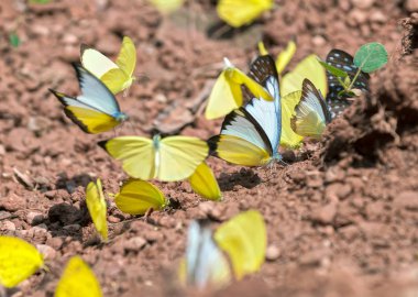 Renkli kelebekler grup aşağıda su emme ve yemek yer, doğada derin pupa oluşmuştur böcek bu.