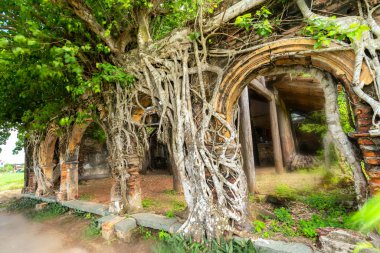 Antik bir tapınak Bodhi yapışmasını köklerinin tam zaman içinde dayanacak. Tapınak terk edilmiş ama fotoğraf çekmek için insanlar çekiyor