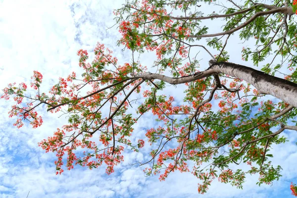 赤いホウオウボクの花が美しい青い空を背景に咲く 夏のモンスーンの熱帯地方に咲く花 — ストック写真