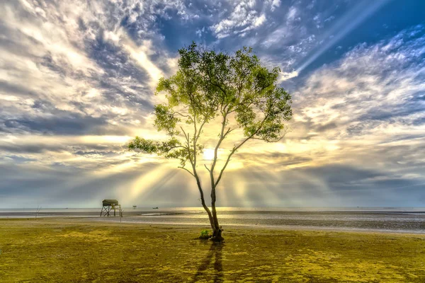 Svítání Pláži Mangrovové Stromy Rostoucí Hráze Sám Toto Jsou Rostliny — Stock fotografie