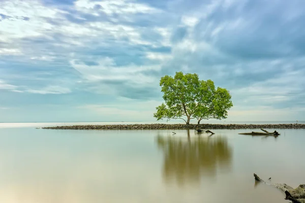 Aube Sur Plage Avec Des Mangroves Poussant Sur Des Digues — Photo