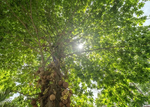 Topu Topu Ağaç Meyve Düşük Açısı Shot Çevrili Ağaç Bilimsel — Stok fotoğraf
