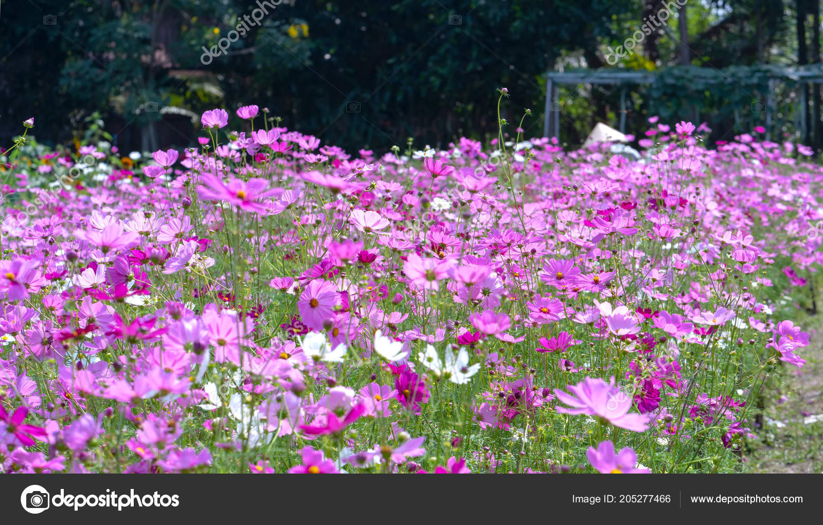 Cosmos Bipinnatus Flowers Shine Flower Garden Colorful Shimmering Bonsai Beautiful Stock Photo C Huythoai1978 Gmail Com 205277466
