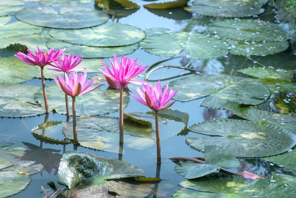 荷花盛开的季节 有美丽的紫色花朵 下面大绿叶覆盖池塘早期的阳光 — 图库照片
