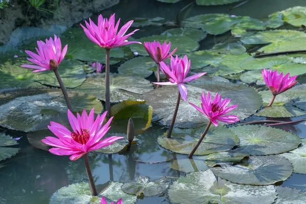 荷花盛开的季节 有美丽的紫色花朵 下面大绿叶覆盖池塘早期的阳光 — 图库照片