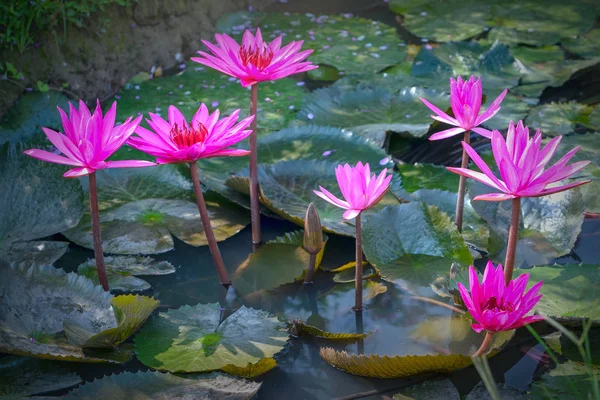 大きな緑色の葉の下 美しい紫色の花睡蓮開花時期カバー池初期サンシャイン — ストック写真