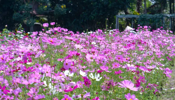 Kozmosz Bipinnatus Virágok Színes Csillámló Bonsai Gyönyörű Virágoskert Ragyog Virág — Stock Fotó